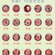 胎儿发育每周（胎儿发育每周）