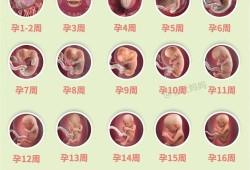 胎儿发育每周（胎儿发育每周）