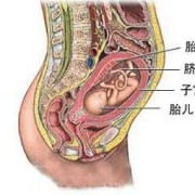 胎盘有什么作用呢？生完孩子要留着吗,胎盘胎儿部分由什么构成