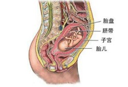 胎盘有什么作用呢？生完孩子要留着吗,胎盘胎儿部分由什么构成