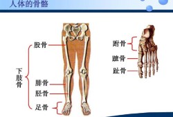胎儿股骨和胫腓骨弯曲是什么原因造成的,胎儿弯曲的股骨图片大全