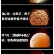 孕期发育过程（怀孕几个月胎儿发育完全）