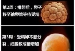 孕期发育过程（怀孕几个月胎儿发育完全）
