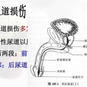 尿道感染会影响胎儿吗（孕晚期尿道感染会影响胎儿吗）
