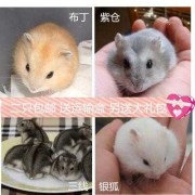 胎儿三线（生出来三线和紫仓，那可以把紫仓宝宝和三线宝宝配对吗）