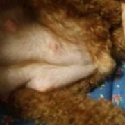 狗狗下奶啦多久下狗,胎儿软骨症孕期有什么症状