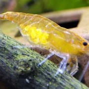 孕期梦到虾（孕期梦到虾什么意思）