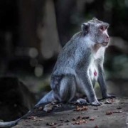 猴孕期多久（猴孕期多长时间）