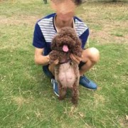 狗的孕期（狗预产期怎么算）