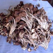 孕期可以吃茶树菇吗（孕期可以吃茶树菇吗?）