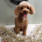 孕期梦到狗（泰迪孕期咋样推算）