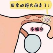 壁孕期（壁孕期最安全什么时候）