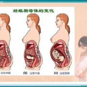怀孕期间再怀孕（怀孕期间再怀孕）