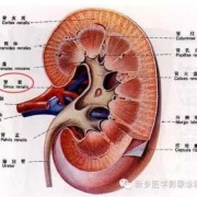 胎儿双肾窦分离（胎儿双肾窦分离是什么意思）