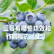 孕妇吃蓝莓对胎儿有什么好处（孕妇吃蓝莓干对胎儿有什么好处）