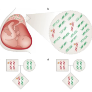 胎儿dna（dna是什么意思）