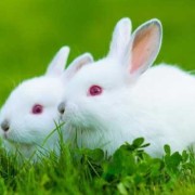 易孕期时间（兔子的孕期是多长时间啊）