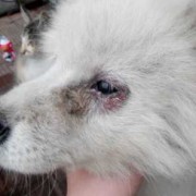 孕期视力下降（狗狗怀孕了经常流眼屎正常吗）