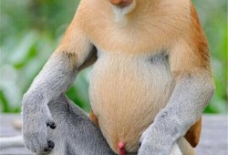猴子怀胎多久,孕期长瘊子是怎么回事