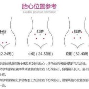 胎儿多大能听到胎心（胎儿多大能听到胎心音）