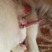 狗狗的胎儿（如何判断狗生完宝宝没有）