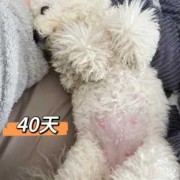 狗狗孕期（狗狗孕期多长时间生产）