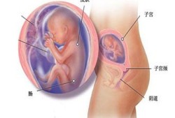 5个月的胎儿发育标准（5个月的胎儿发育标准图片）