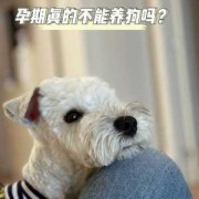 隔壁养狗，老婆怀孕，会不会有什么影响,狗狗受孕期是多少天