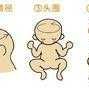怀孕七个月双顶径7.3cm宝宝应该有多少斤,孕期7个月胎儿有多重