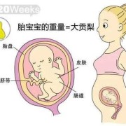 胎儿心脏几个月发育完全（胎儿心脏几个月发育完全成熟?）