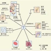 胎儿雄性激素（胎儿雄性激素高是怎么造成的）