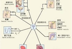 胎儿雄性激素（胎儿雄性激素高是怎么造成的）