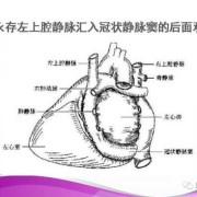 胎儿左上腔静脉永存（胎儿左上腔静脉永存）