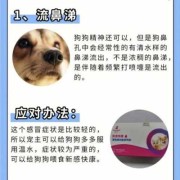 狗流清鼻涕怎么治,孕期流清鼻涕怎么办小妙招