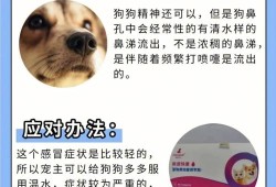 狗流清鼻涕怎么治,孕期流清鼻涕怎么办小妙招