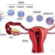 胎儿着床（胎儿着床成功有哪些症状）