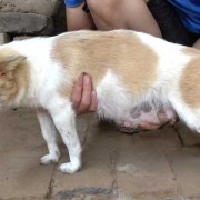 狗狗孕期（狗狗孕期多长时间生产）