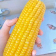 孕期吃玉米的好处（孕期吃玉米的好处与坏处）