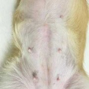 犬的孕期（狗狗怀小狗最多需要几个月）