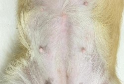 犬的孕期（狗狗怀小狗最多需要几个月）