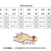 腹围105是多少厘米,胎儿腹围周长怎么计算公式
