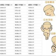 胎儿肱围（胎儿肱骨范围）