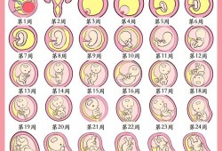 冷冻胚胎是怎么一个过程,胎儿冷冻可以保存多久做Dna