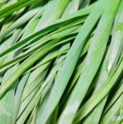 孕期能吃韭菜（孕期能吃韭菜不?）