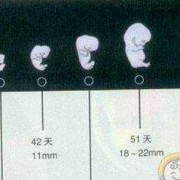 怀孕7个月胎儿几斤正常（孕7周胚芽大概多大）