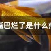孕期嘴唇发黑（家养金鱼嘴发黑是什么病）