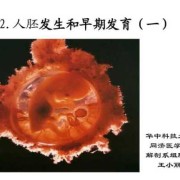 顽强的胎儿（顽强的胎儿说明什么）