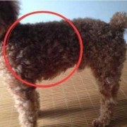 孕期喘气粗（泰迪嗓子里好像有好多痰喘气声音很粗是怎么回）