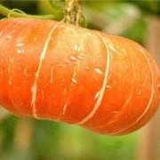 孕期血糖高可以吃南瓜吗（南瓜升糖还是降糖）