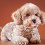 泰迪幼犬吃肉呕吐,孕期吃肉就吐怎么回事啊